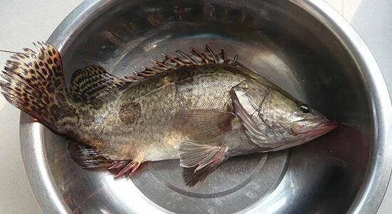 新鮮桂花魚(yú)