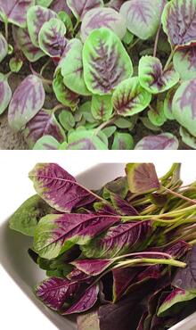 莧菜圖片細節(jié)