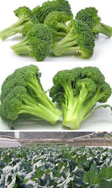 西蘭花圖片細節(jié)