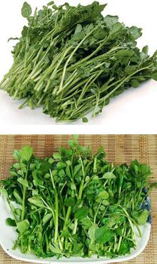 菜心圖片細節(jié)